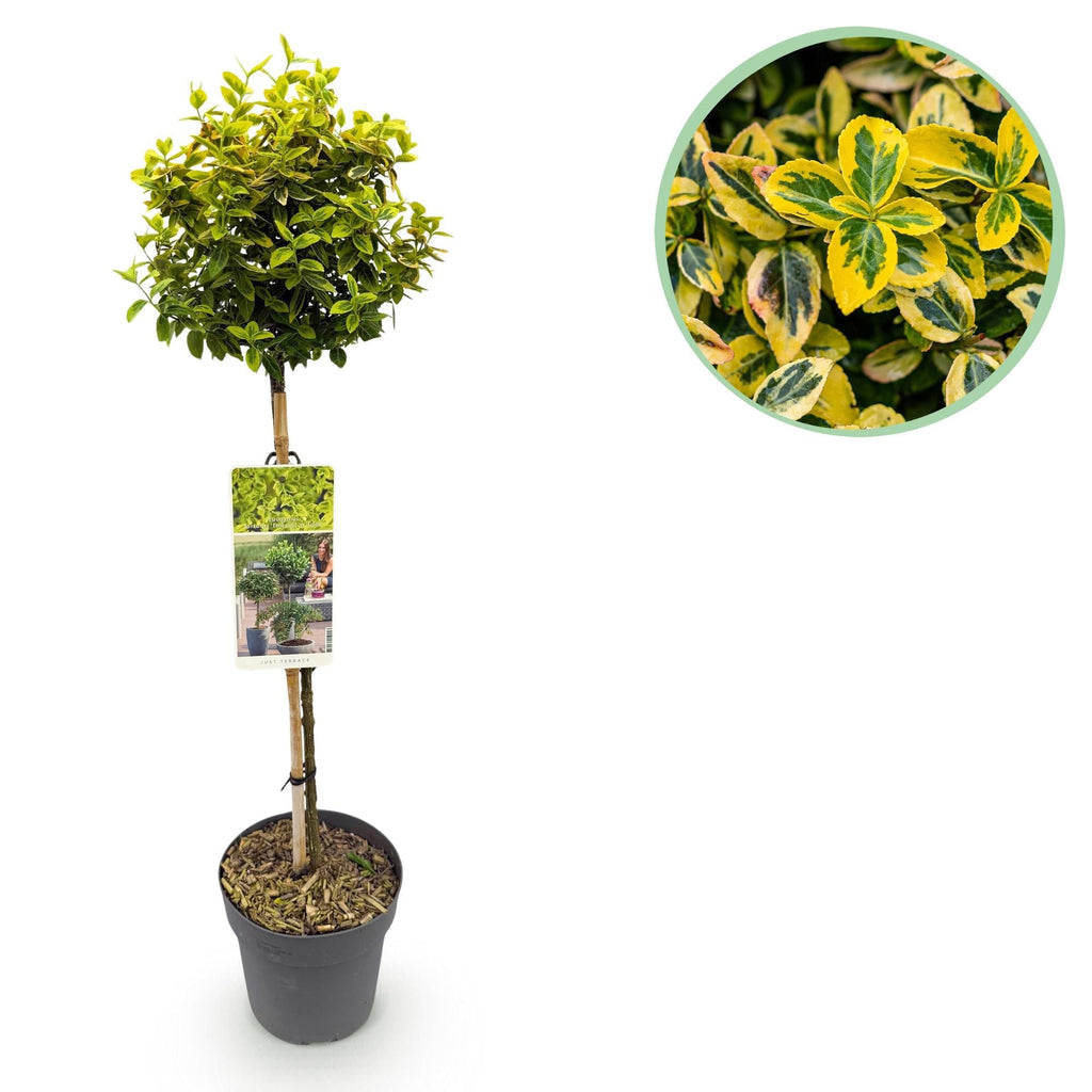 Euonymus fortunei 'Emerald 'n Gold' – Immergrüne Stamm – Pflanze – grün – goldenes Laub – pflegeleicht & kompakt – Terrassen – & Gartenpflanze – Plant