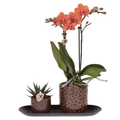 Leopard Geschenkset – Orange Bolzano Orchidee Ø9cm + Grünpflanze Ø6cm – Leopard – Übertöpfe + schwarzes ovales Tablett