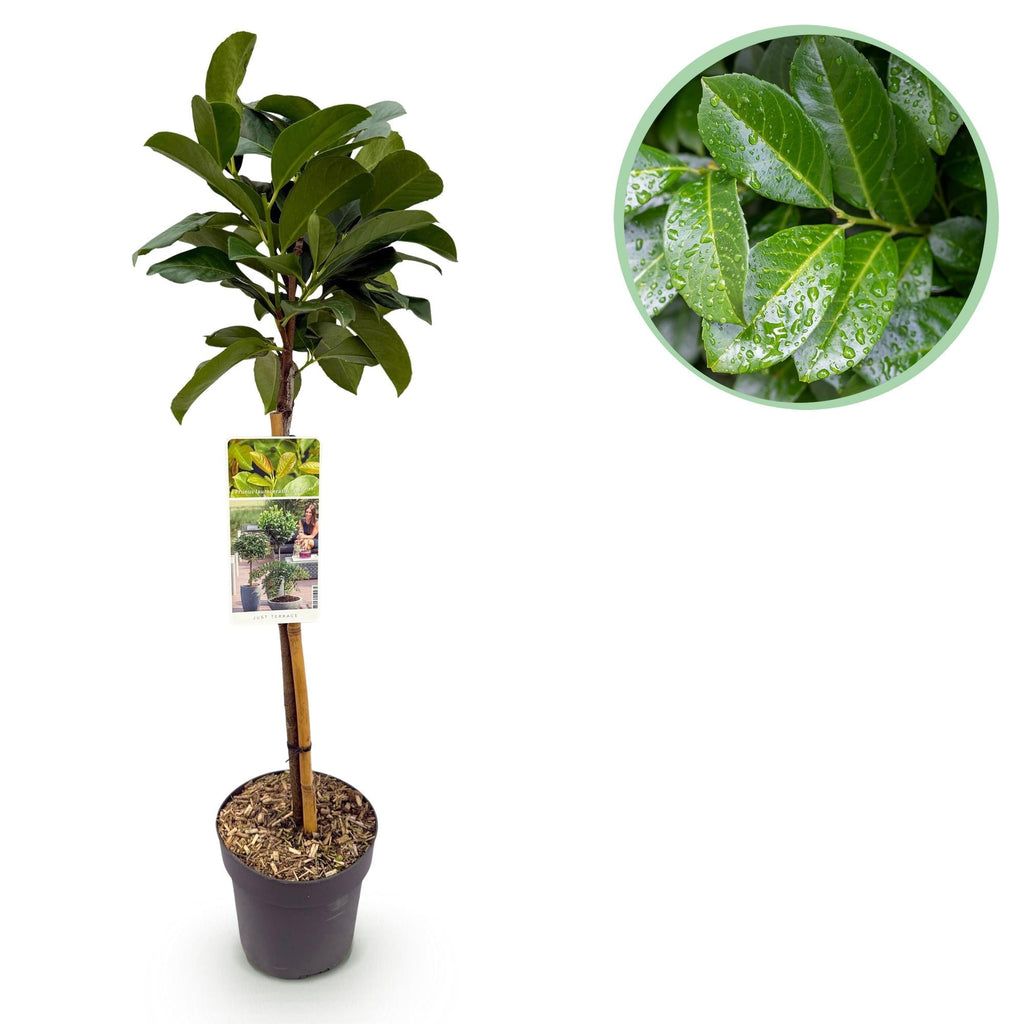 Kirschlorbeer – Prunus laurocerasus Etna – Stamm – Pflanze – Immergrün – Höhe ca. 90cm – Topf Ø19cm – Pflegeleicht – Für Terrasse, Balkon & Garten – Plant