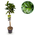 Kirschlorbeer – Prunus laurocerasus Etna – Stamm – Pflanze – Immergrün – Höhe ca. 90cm – Topf Ø19cm – Pflegeleicht – Für Terrasse, Balkon & Garten – Plant