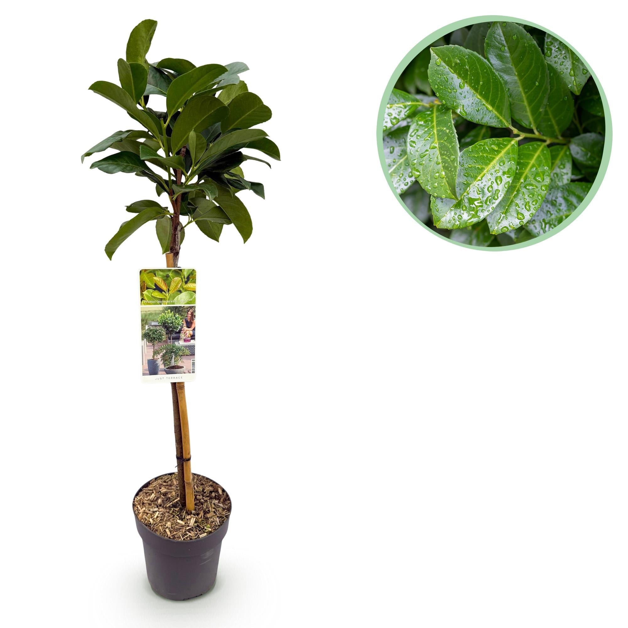 Kirschlorbeer – Prunus laurocerasus Etna – Stamm – Pflanze – Immergrün – Höhe ca. 90cm – Topf Ø19cm – Pflegeleicht – Für Terrasse, Balkon & Garten – Plant