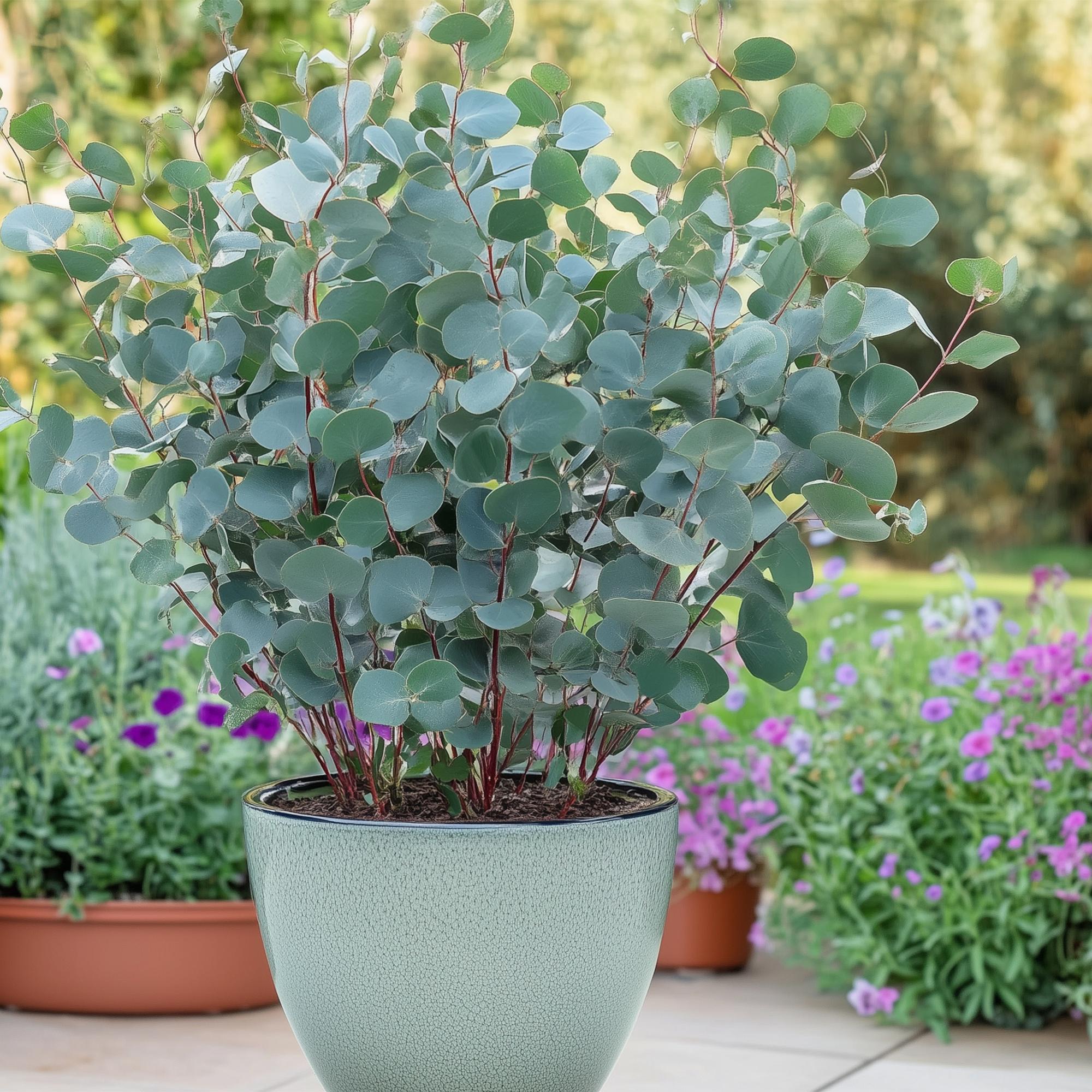 Eukalyptusbaum Eucalyptus gunnii – Winterhart – Terrassenpflanze – Grau – Ø17cm, Höhe ca. 40cm – Duftende & pflegeleichte Garten – Plant