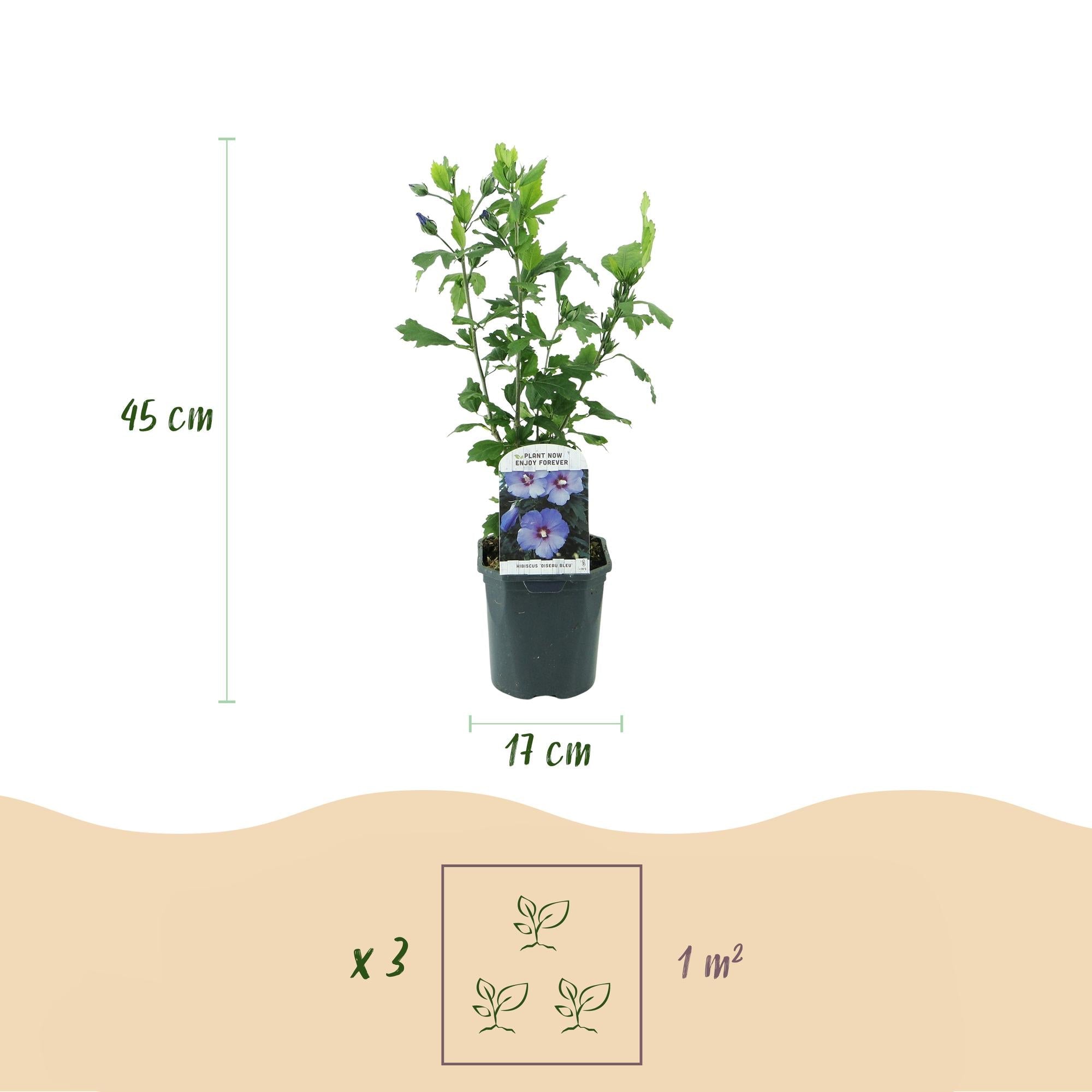 Garteneibisch Hibiscus syriacus Oiseau Blue – Strauch – Blüte Blau – Wenig Pflege – 17cm Höhe 45cm – Für Garten & Terrasse – Plant