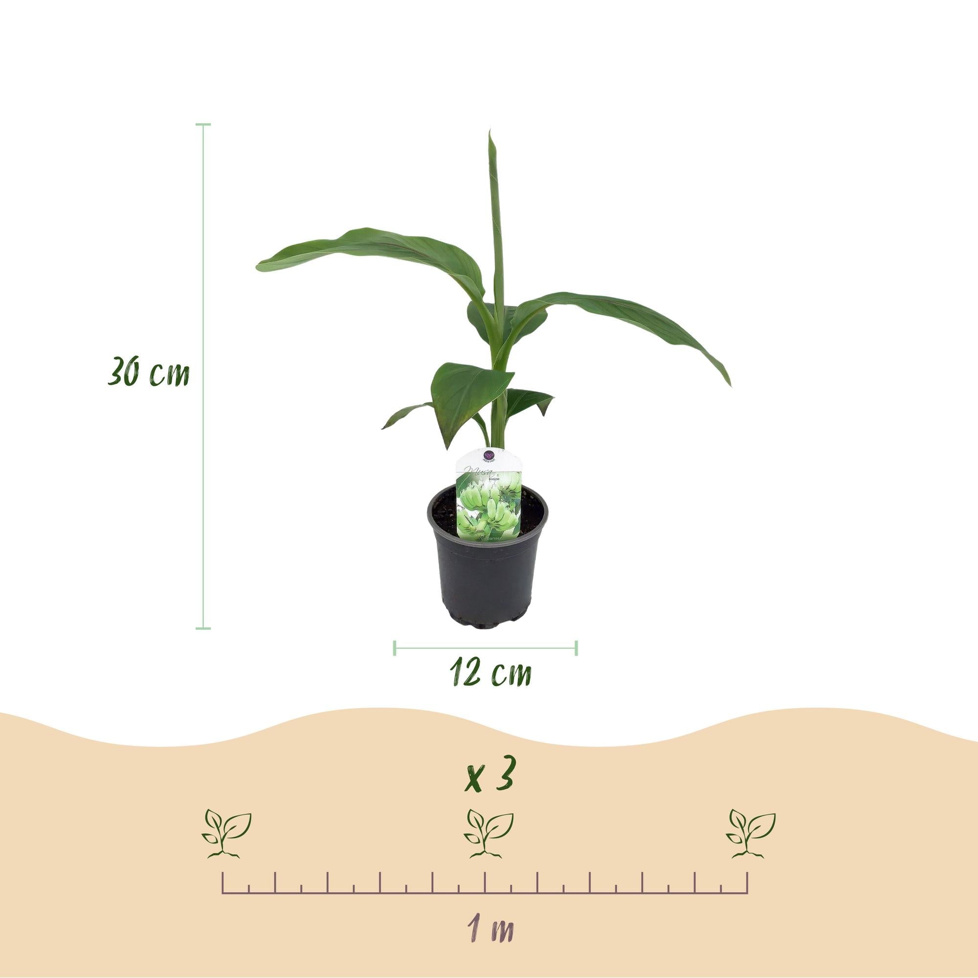 Bananenpflanze Musa Basjoo – Winterhart – Obstpflanze – Ø12cm, Höhe ca. 30cm – Exotische Gartenbanane für Beet, Terrasse & Balkon – Plant