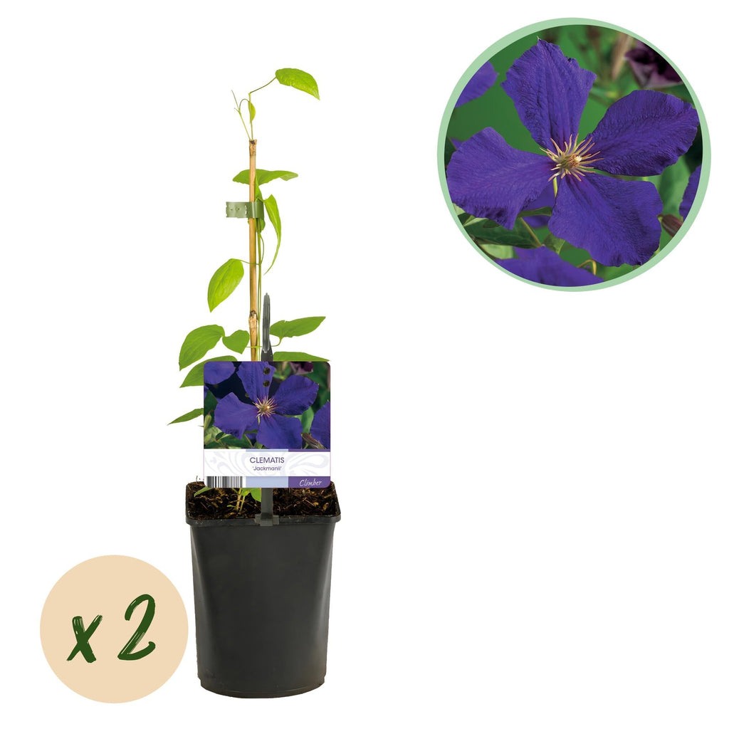 Kletterpflanze Clematis Jackmanii – Tiefviolette Blüten – Wenig Pflege – 2 Pflanzen – 11cm Höhe 40cm – Für Garten, Balkon & Pergolen – Plant