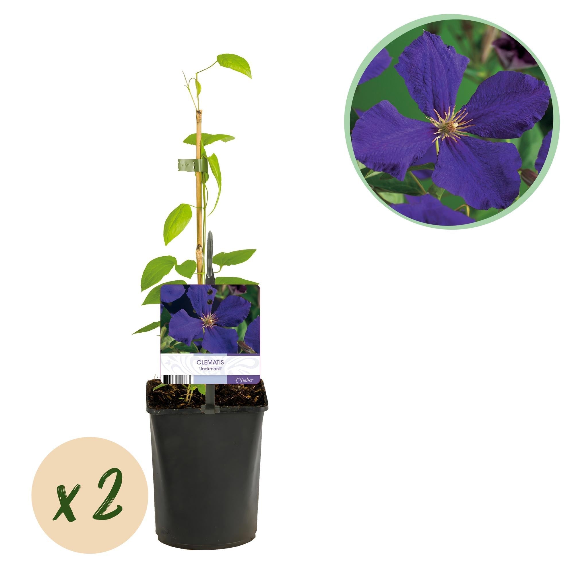 Kletterpflanze Clematis Jackmanii – Tiefviolette Blüten – Wenig Pflege – 2 Pflanzen – 11cm Höhe 40cm – Für Garten, Balkon & Pergolen – Plant