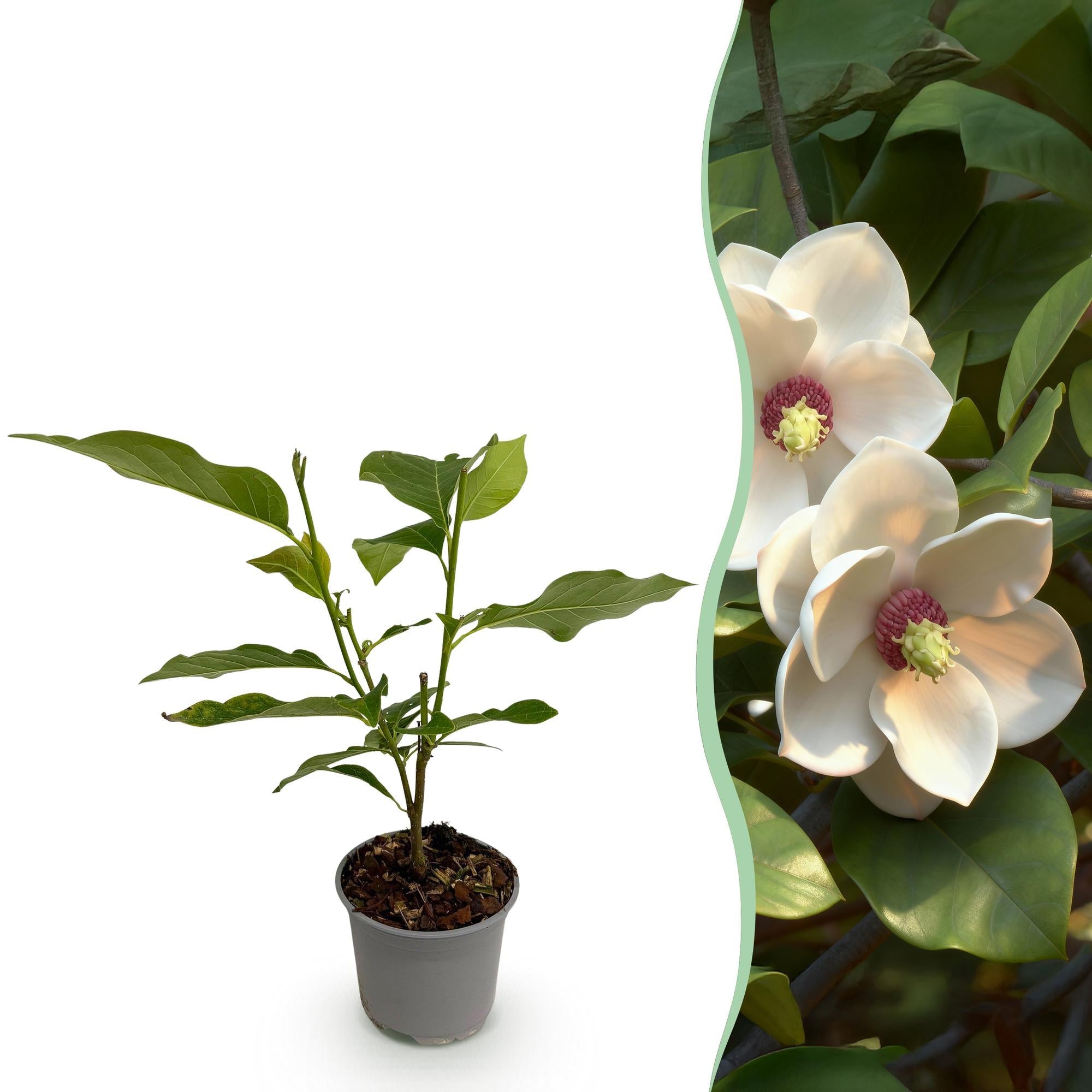 Magnolia sieboldii – 12cm – Höhe ca. 30cm – Laubabwerfende Sommer – Magnolie mit weißen Blüten & rotem Zentrum – Plant