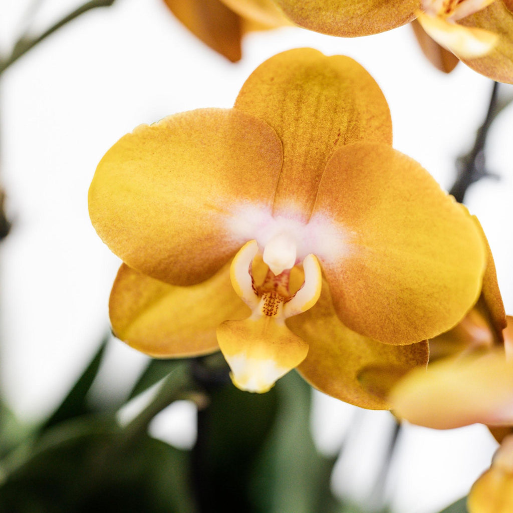 Orange Orchideen-Set im Baumwollkorb – 3 Orchideen Las Vegas Ø12cm Mit autarkem Wassertank & Dochtsystem Rhipsalis & Tillandsie Pflegeleicht & dekorativ – Plant