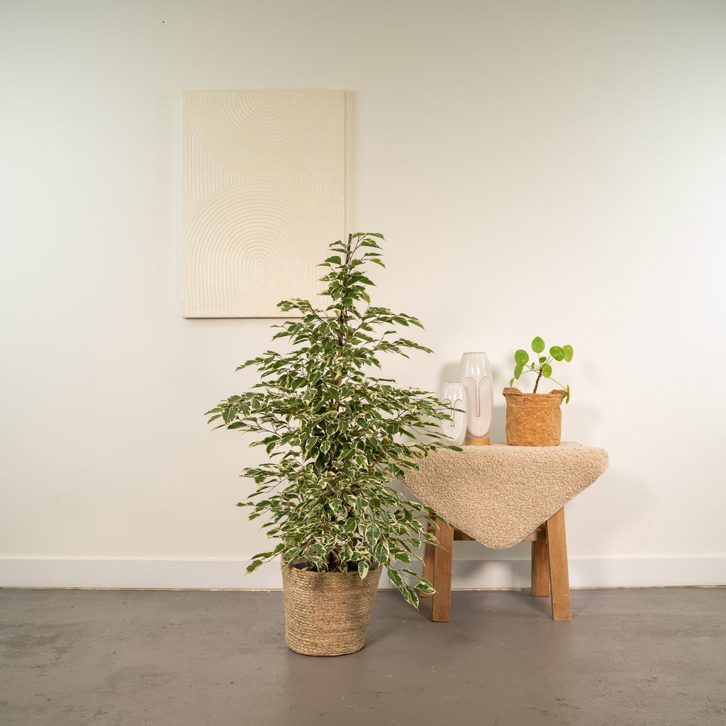 Ficus benjamina Twilight – Ø21cm – ↕95cm inkl. Korb Selin – Luftreinigende Zimmerpflanze mit weiß-grünem Blattmuster – Eleganter Benjamini im Natur-Flechtkorb – Für Wohnzimmer Büro Flur – Frisch aus der Gärtnerei – Plant