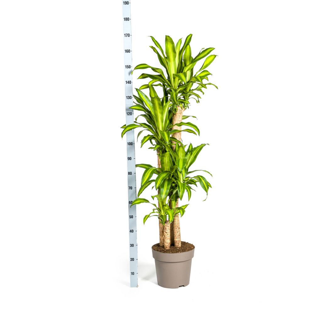 Dracaena Fragrans Massangeana – Drachenbaum – Ø30cm – ↕170-190cm – Tropische Zimmerpflanze – Robust & pflegeleicht – Plant