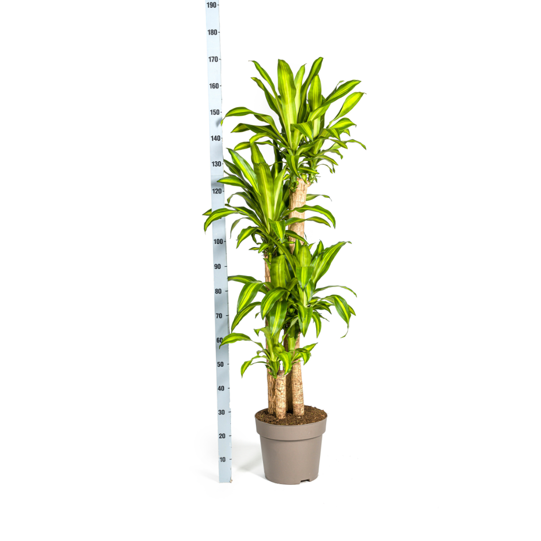 Dracaena Fragrans Massangeana – Drachenbaum – Ø30cm – ↕170-190cm – Tropische Zimmerpflanze – Robust & pflegeleicht – Plant
