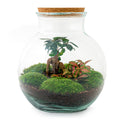 Flaschengarten DIY Bausatz Teddy Bonsai – Terrarium Ø25cm x H26,5cm – Do – It – Yourself Pflanzterrarium – Autarkes Mini – Ökosystem – Plant