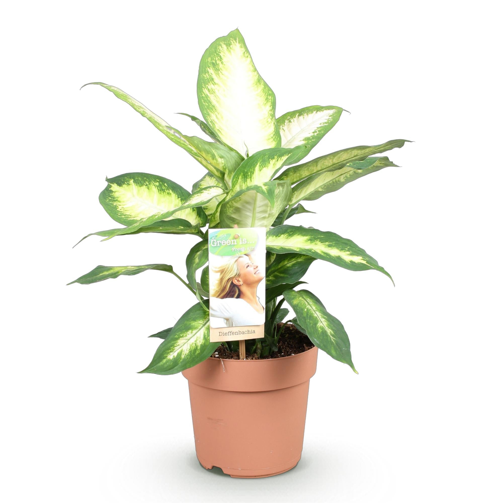 Dieffenbachia Camilla – 17cm – Höhe 45-50cm – Pflegeleichte bunt gemusterte Zimmerpflanze für Wohnzimmer, Büro und schattige Innenräume – Plant