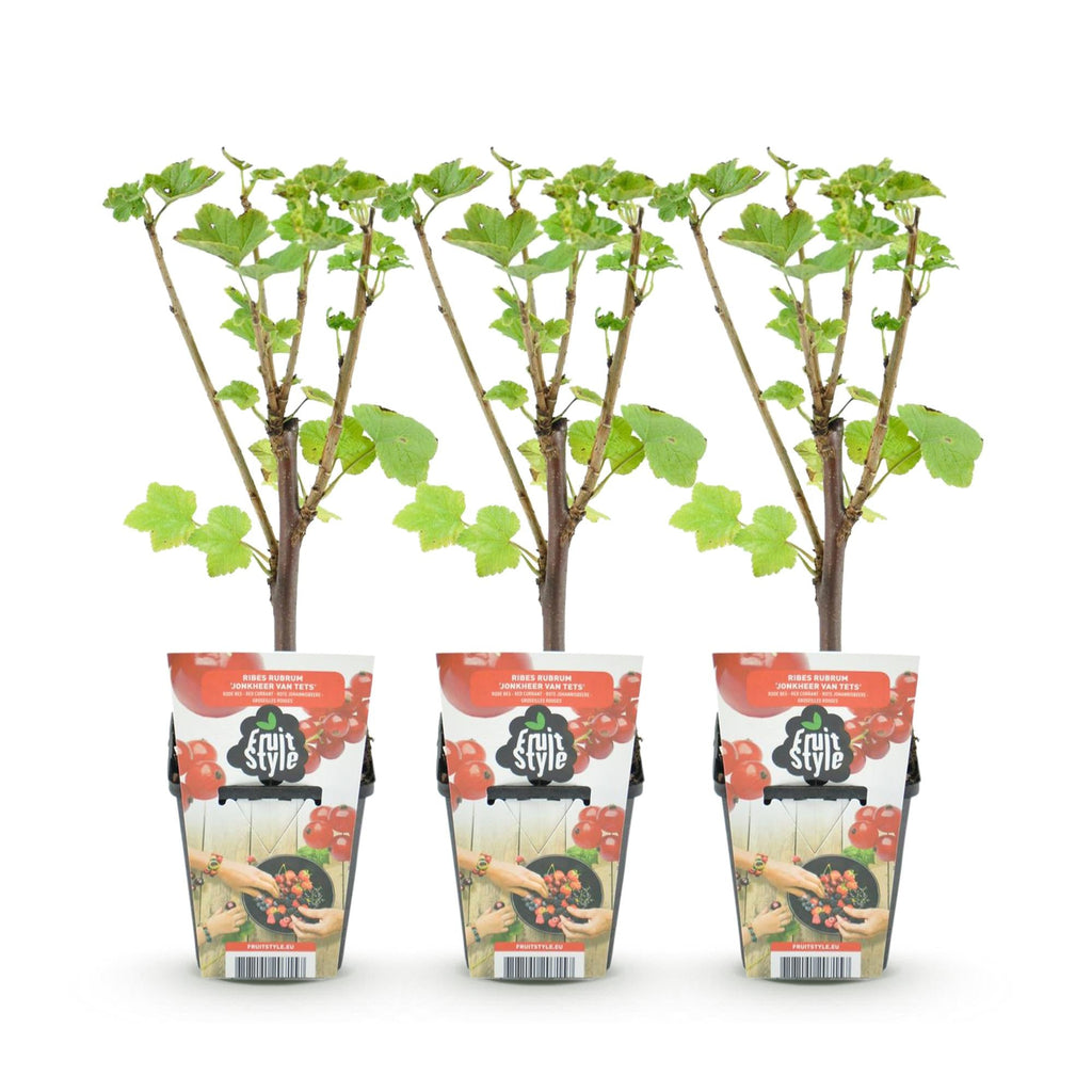 Rote Johannisbeere Ribes rubrum Jonkheer van Tets winterhart Ø9cm Höhe30cm – Ertragreiche Johannisbeerpflanze für Garten Balkon & Terrasse