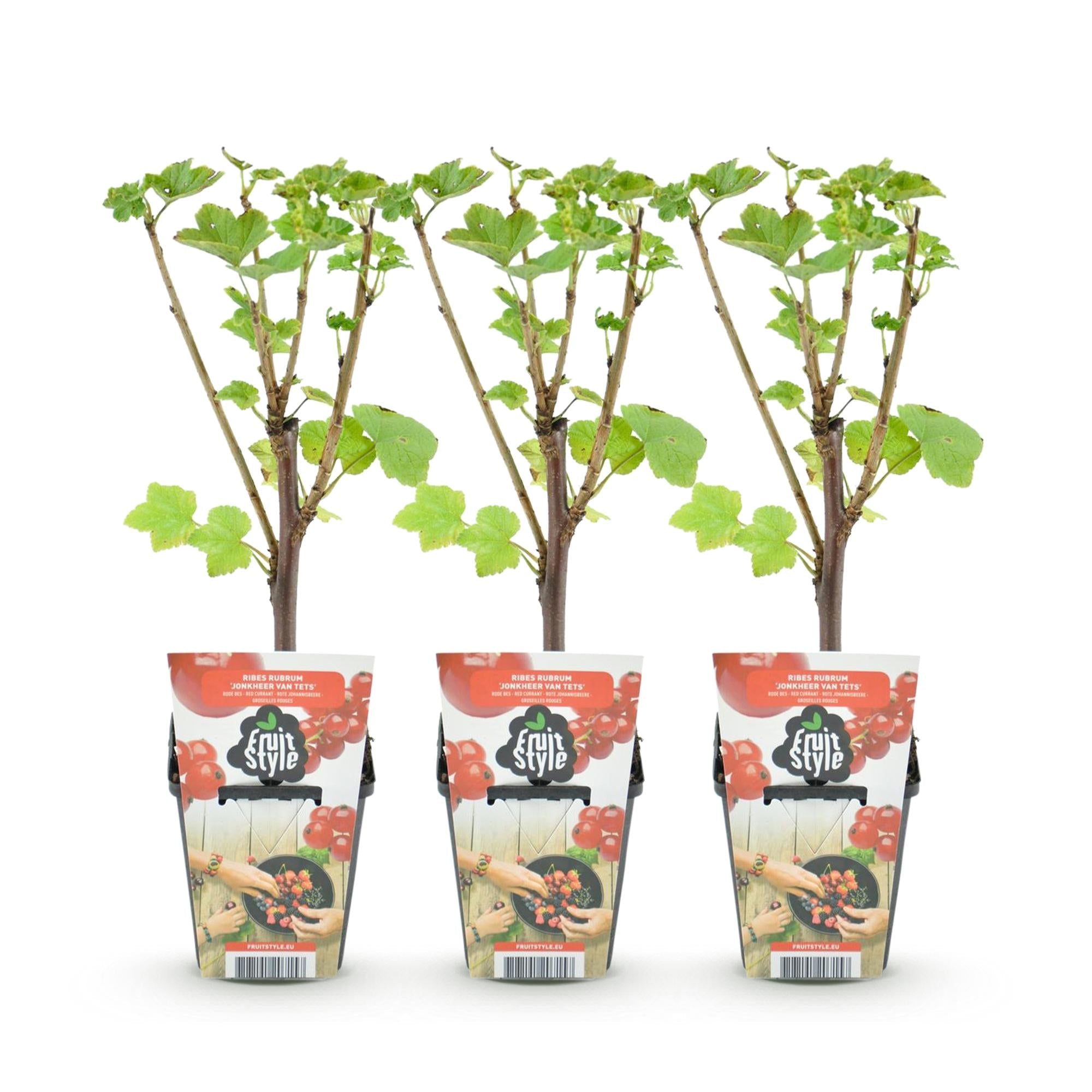 Rote Johannisbeere Ribes rubrum Jonkheer van Tets winterhart Ø9cm Höhe30cm – Ertragreiche Johannisbeerpflanze für Garten Balkon & Terrasse