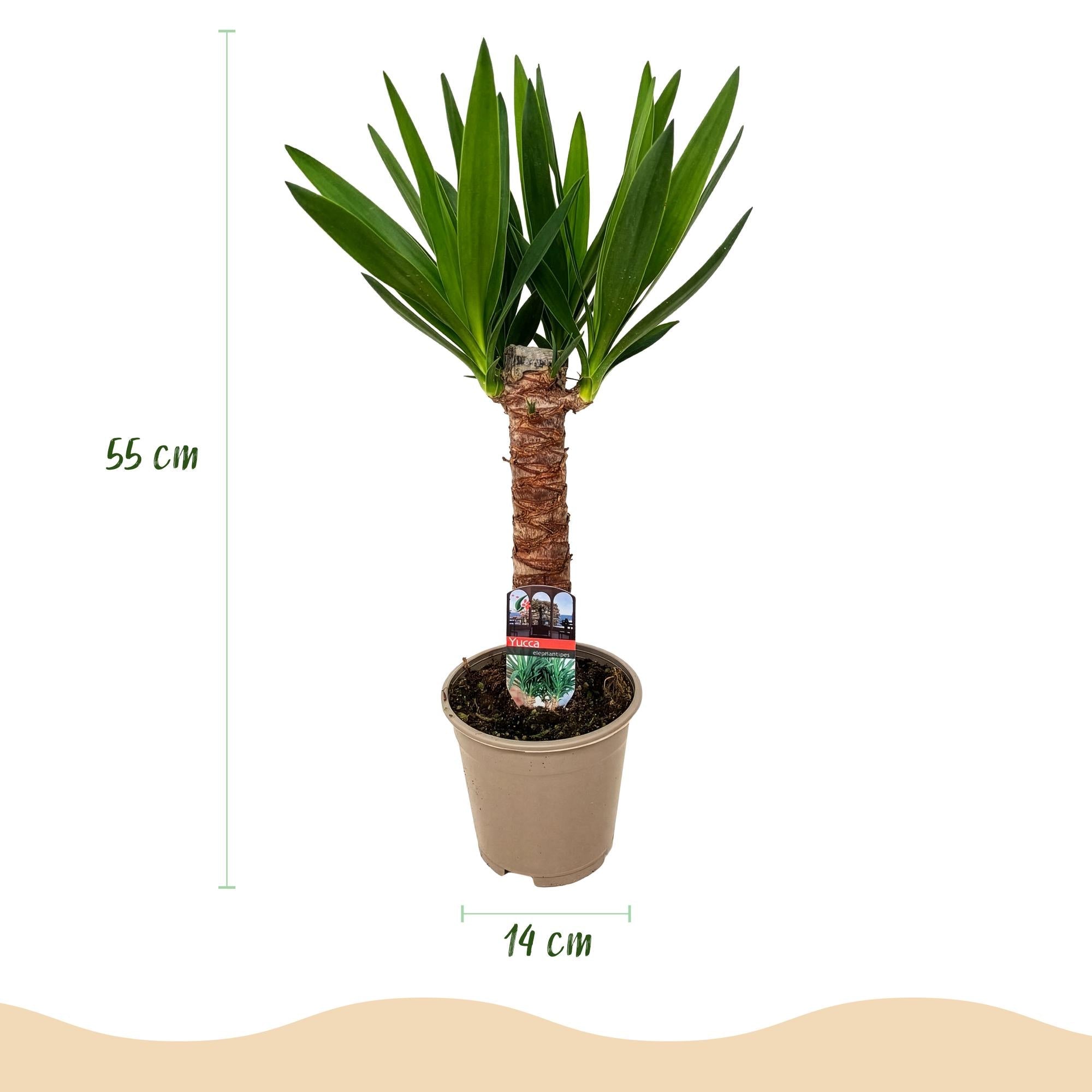 Palmlilie Yucca Elephantipes – 55cm – 14cm – Pflegeleichte Palmlilie mit langen, schmalen Blättern – Plant