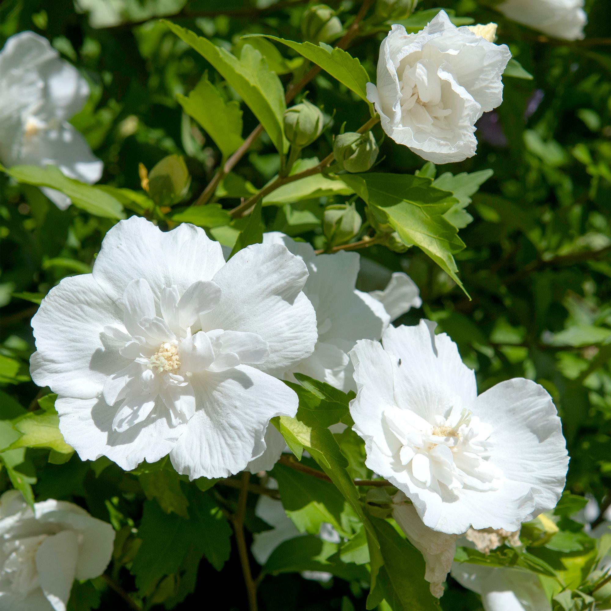 Hibiscus syriacus White Chiffon – Stamm – Pflanze – Ø19cm – Höhe ca. 90cm – Weiße Blüten – Laubabwerfend & pflegeleicht – Plant