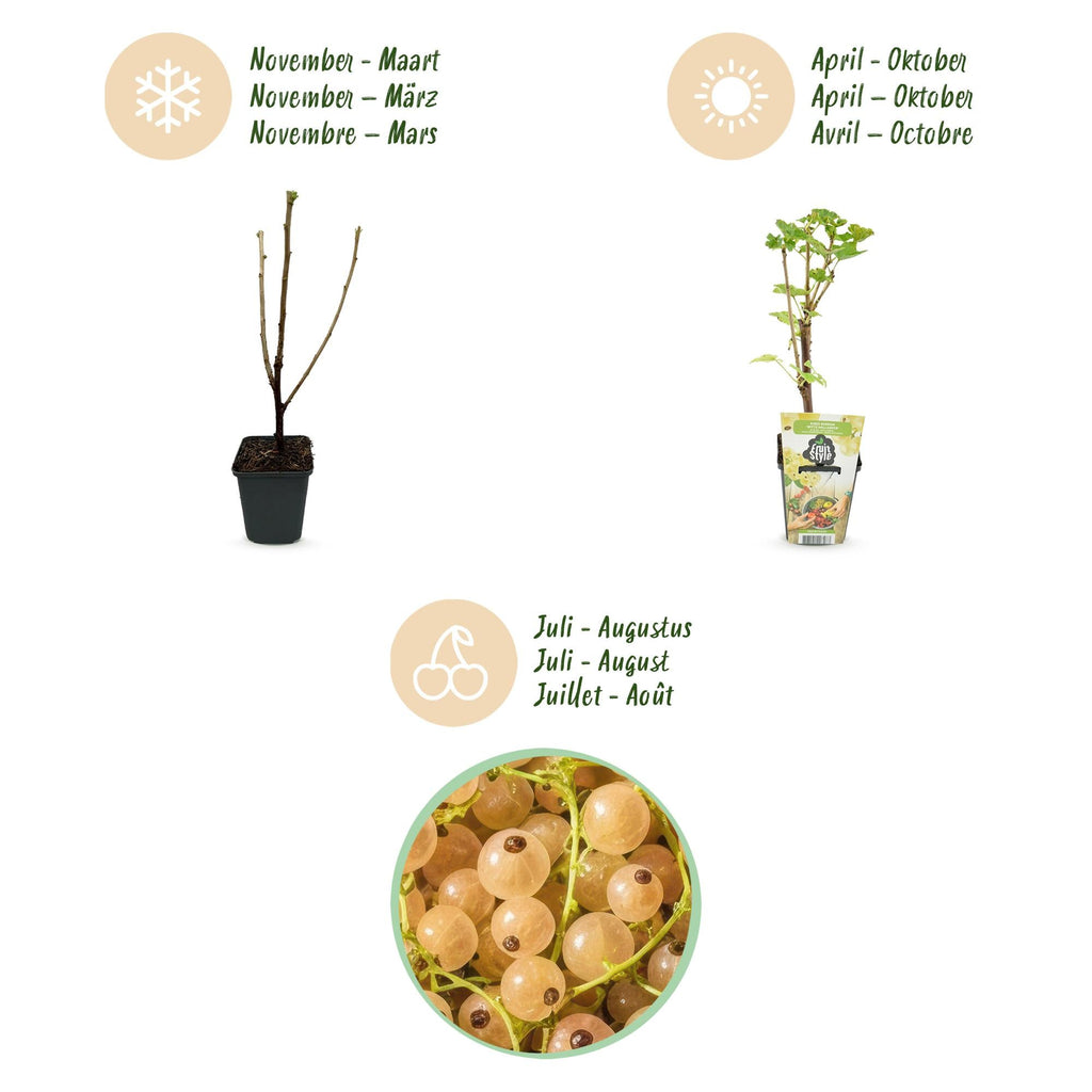 Weiße Johannisbeere Ribes rubrum Witte Hollander winterhart 3 Pflanzen Ø9cm Höhe30cm – Aromatische helle Beeren für Garten Beet Balkon & Terrasse