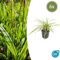 Goldrand Segge Carex morrowii 'Aureovariegata' – ↕10-25cm – Ø9cm – Immergrünes Ziergras & Bodendecker – Winterhart & pflegeleicht – Plant
