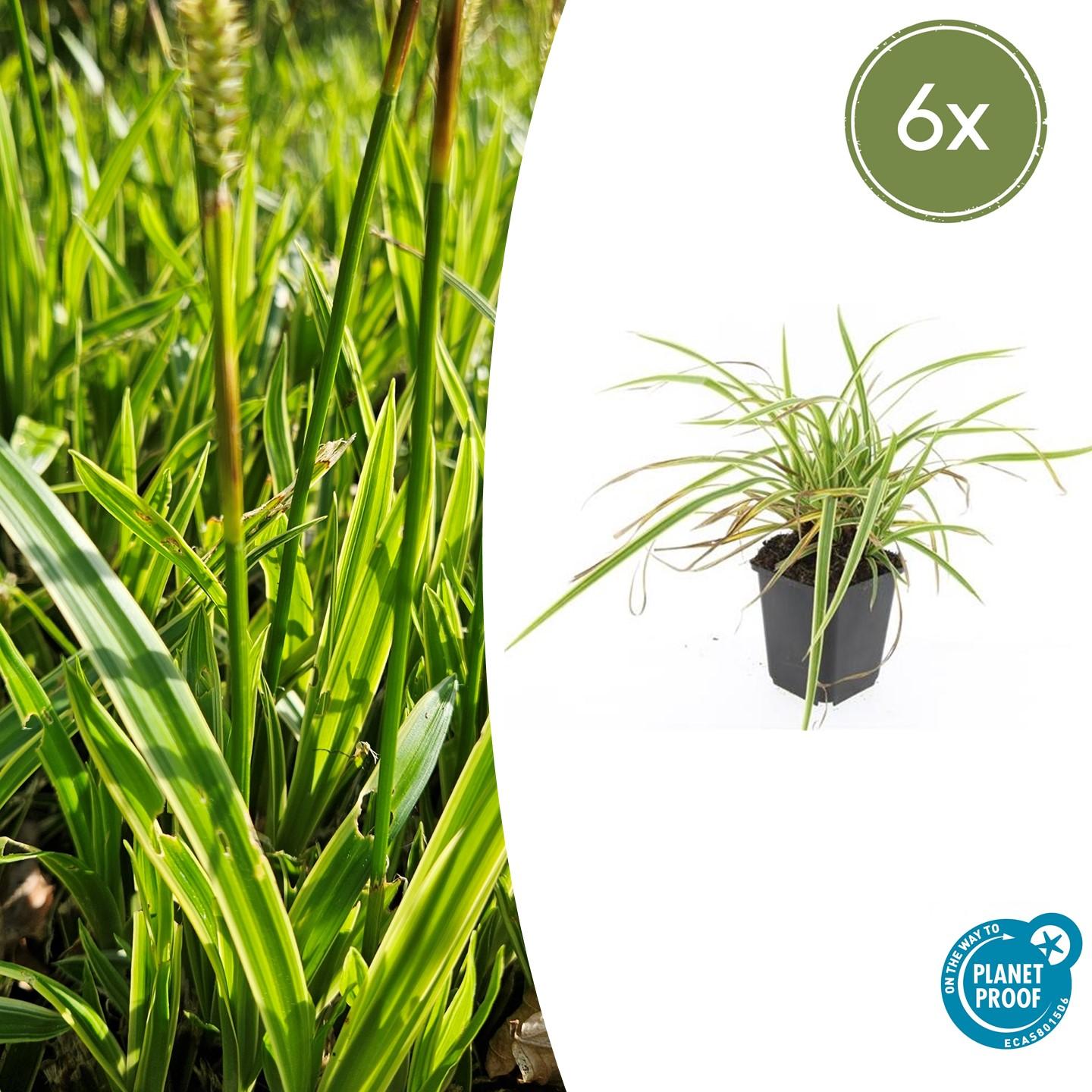 Goldrand Segge Carex morrowii 'Aureovariegata' – ↕10-25cm – Ø9cm – Immergrünes Ziergras & Bodendecker – Winterhart & pflegeleicht – Plant