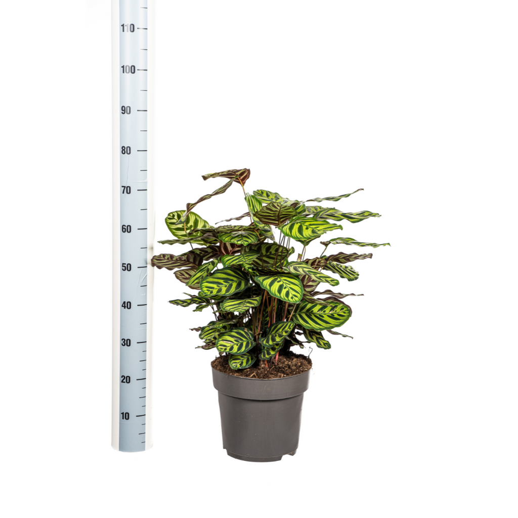 Calathea Makoyana – Pfauenpflanze – Große Zimmerpflanze Ø27 cm – 60-80 cm hoch – Ovale Blätter mit auffälligem Muster – Indirektes Licht – Pflegeleicht & Luftverbessernd – Plant