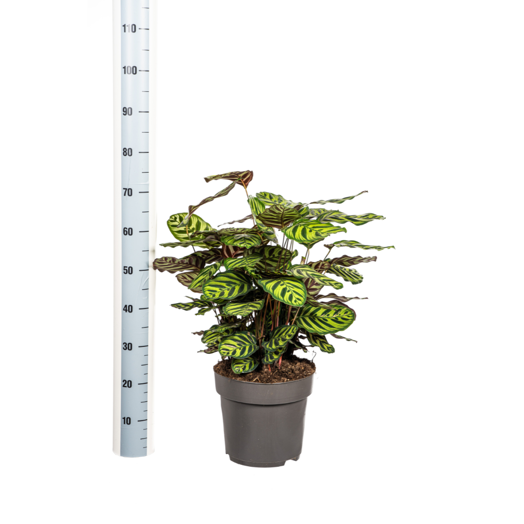 Calathea Makoyana – Pfauenpflanze – Große Zimmerpflanze Ø27 cm – 60-80 cm hoch – Ovale Blätter mit auffälligem Muster – Indirektes Licht – Pflegeleicht & Luftverbessernd – Plant