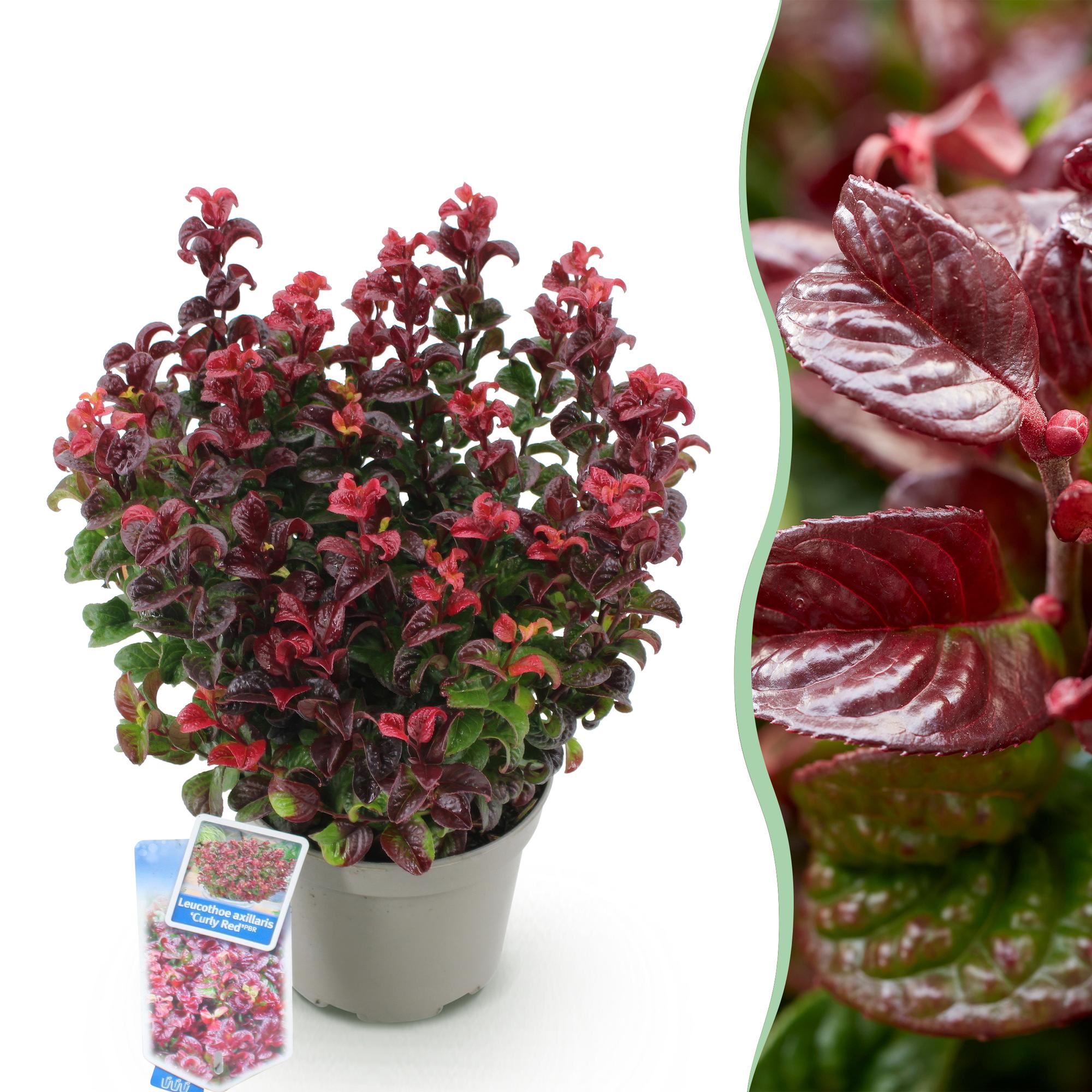 Traubenheide Leucothoe Curly Gold – 17cm Höhe ca.40cm – Immergrün & farbintensiv – Goldgelbes lockiges Laub für Beet Balkon Terrasse – Pflegeleichter dekorativer Zierstrauch – Plant