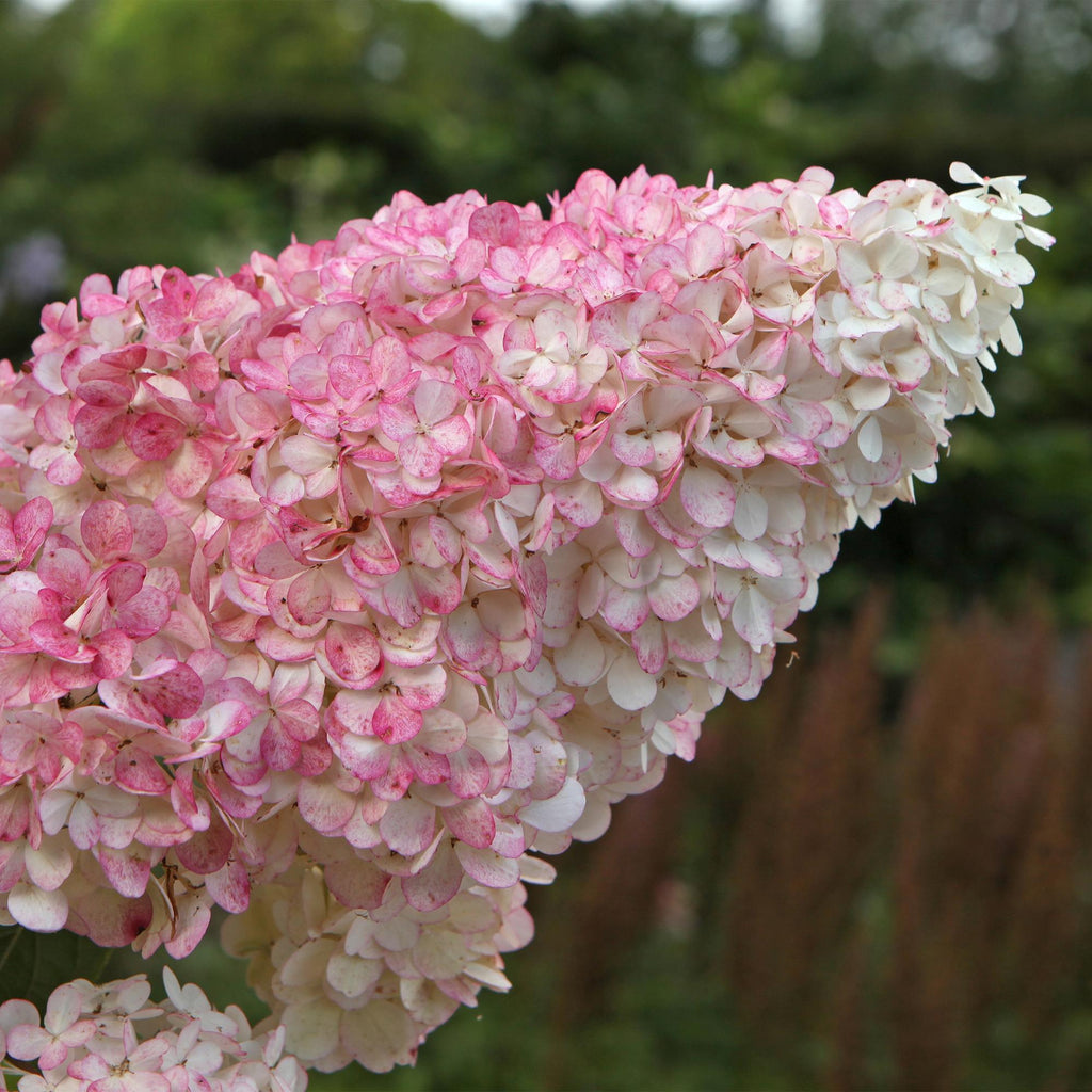 Rispenhortensie – Hydrangea panniculata Vanille Fraise – Blüte Weiß – Rosa – Laubabwerfend – Große Blüten – 17cm – Höhe ca. 50cm – Plant