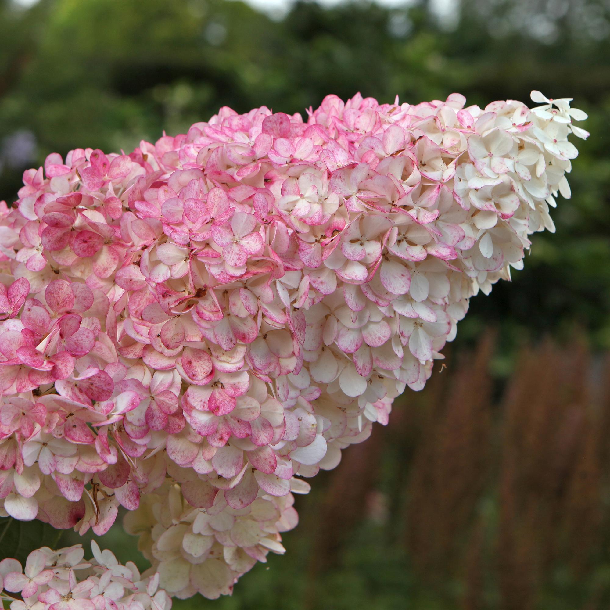 Rispenhortensie – Hydrangea panniculata Vanille Fraise – Blüte Weiß – Rosa – Laubabwerfend – Große Blüten – 17cm – Höhe ca. 50cm – Plant
