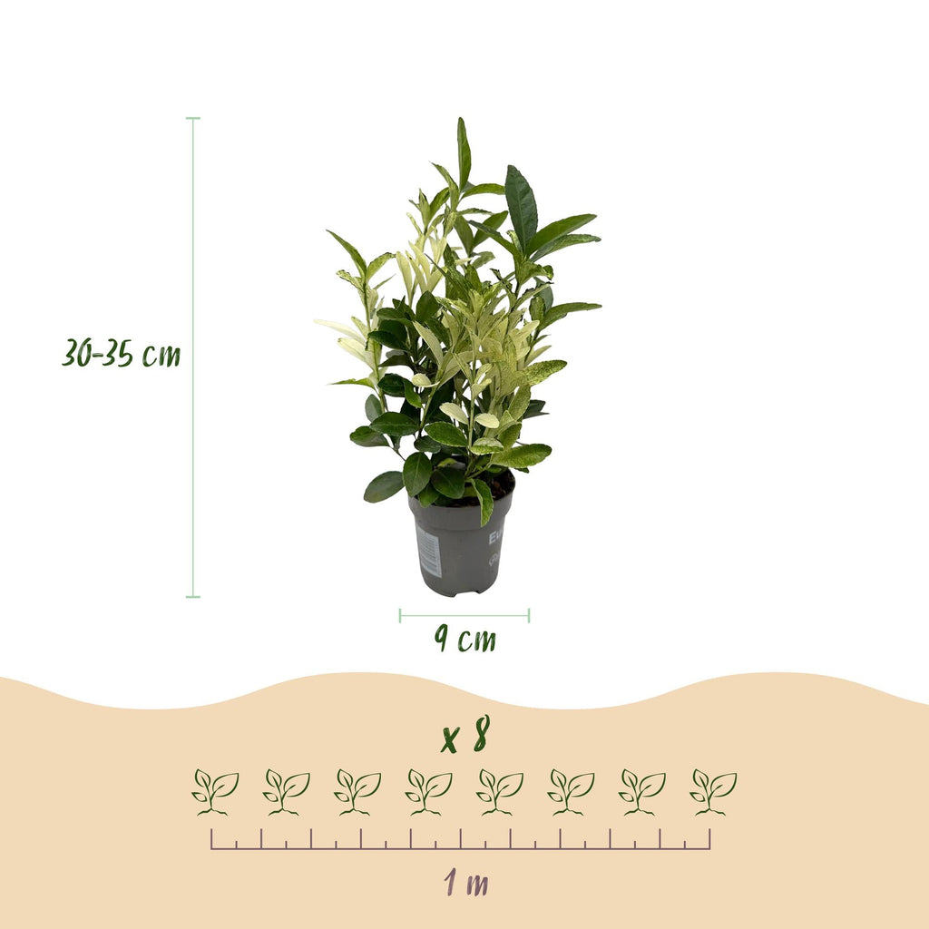 Euonymus japonica Paloma Blanca – 8 Pflanzen für 1 lfm Hecke – Immergrüner Strauch – 9cm – Höhe 30-35cm – Grün