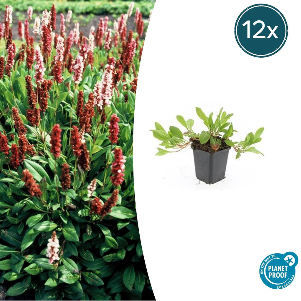 Schneckenknöterich Persicaria aff. 'Darjeeling Red' – ↕10-25cm – Ø9cm – Rotes Laub – Sonne & Halbschatten – Pflegeleichte Staude – Plant