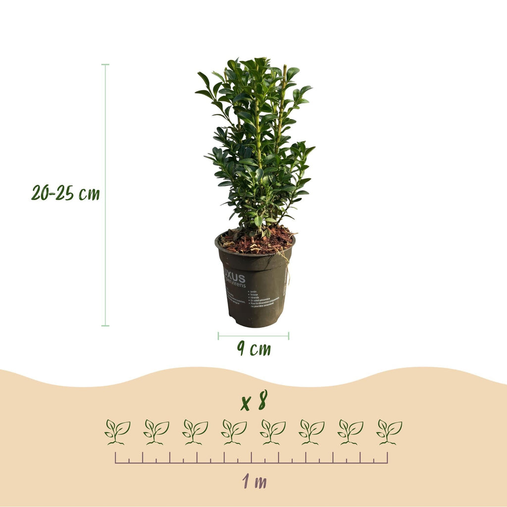 Gewöhnlicher Buchsbaum Buxus sempervirens – Immergrüne Heckenpflanzen – 8 Pflanzen – 1m – 9cm Höhe 20-25cm – Grün – Pflegeleicht – Plant