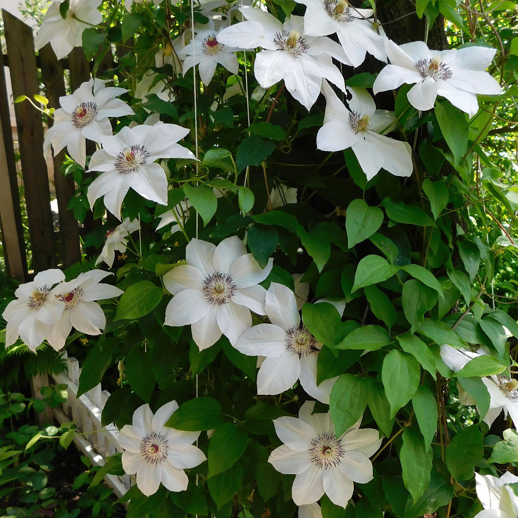 Kletterpflanze Clematis Miss Bateman – Rosa – Weiße Blüten – Wenig Pflege – 2 Pflanzen – 11cm Höhe 40cm – Für Garten, Terrasse & Pergolen – Plant