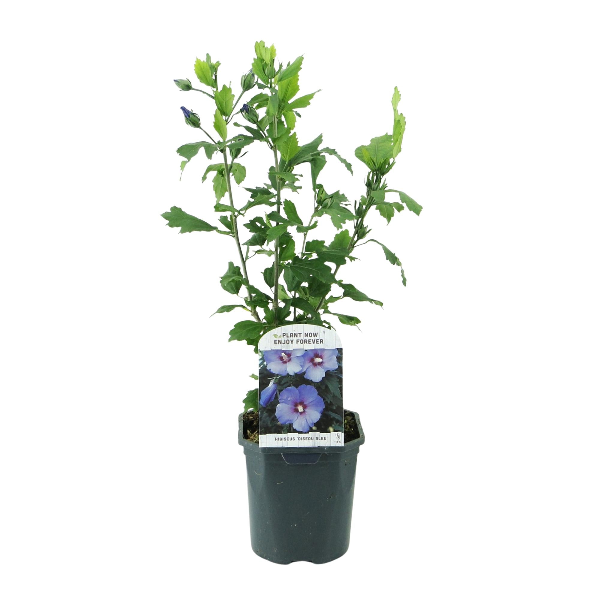 Garteneibisch Hibiscus syriacus Oiseau Blue – Strauch – Blüte Blau – Wenig Pflege – 17cm Höhe 45cm – Für Garten & Terrasse – Plant