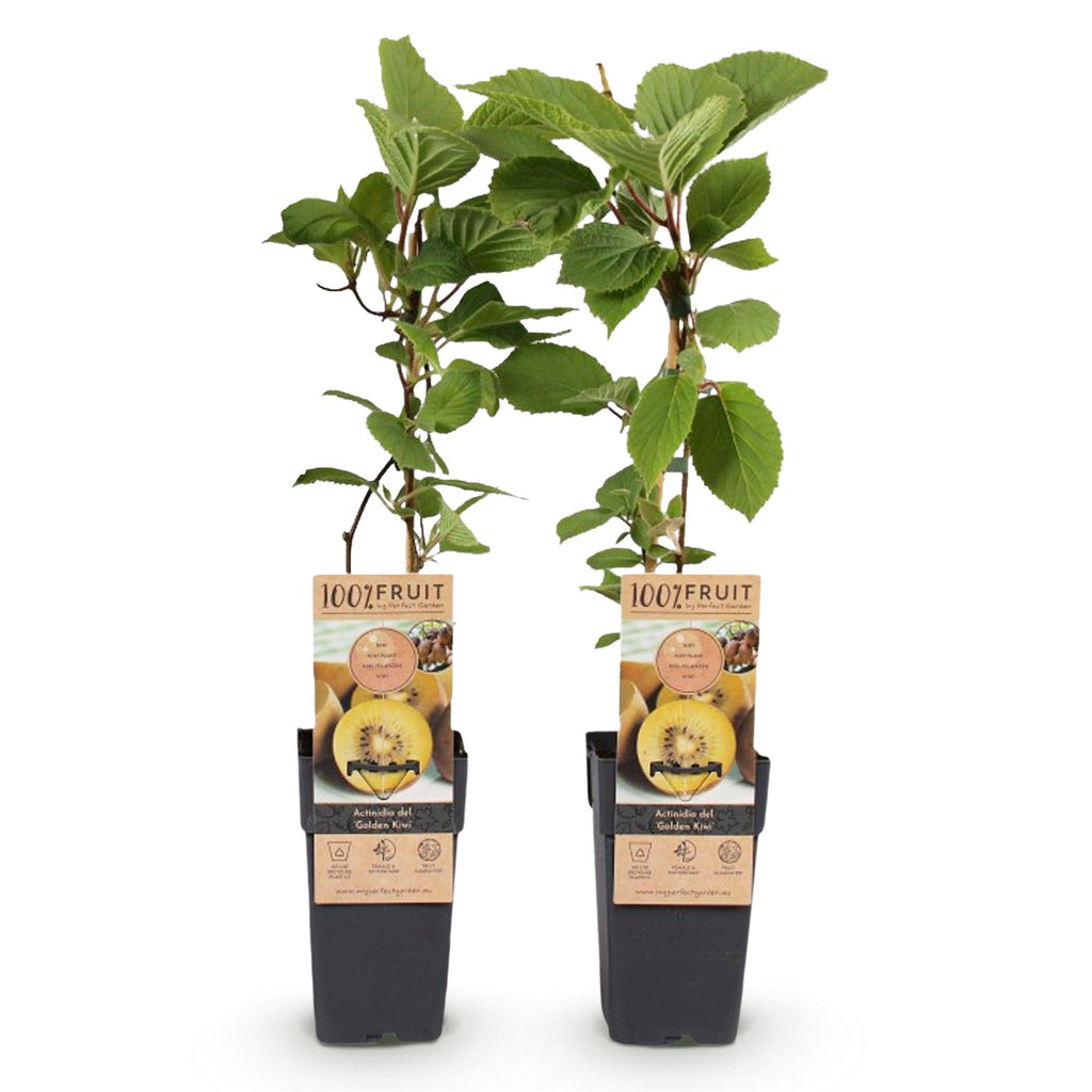 Actinidia deliciosa Golden Kiwi – 2 Obstpflanzen – Süße gelbe Früchte – Ø15cm Höhe 50cm – Einfach zu pflegen & vitaminreich – Plant