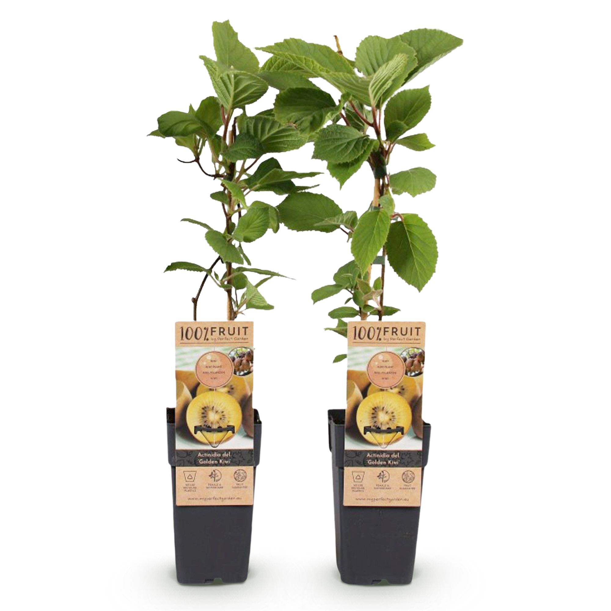 Actinidia deliciosa Golden Kiwi – 2 Obstpflanzen – Süße gelbe Früchte – Ø15cm Höhe 50cm – Einfach zu pflegen & vitaminreich – Plant