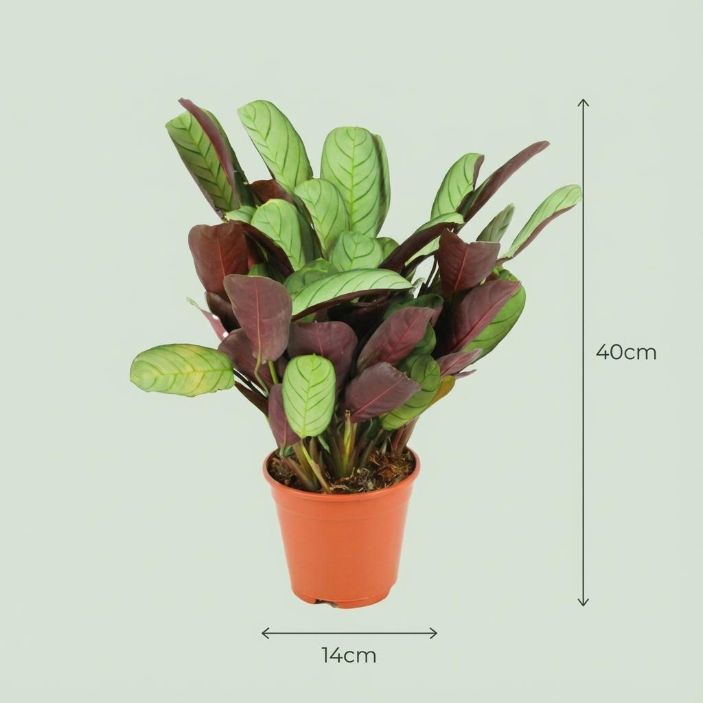 Korbmarante Ctenanthe Amagris – 2 Pflanzen – Ø14cm – Höhe 25-35cm – Gebetspflanze mit graugrünem Blattwerk – Luftfeuchteliebende Zimmerpflanze