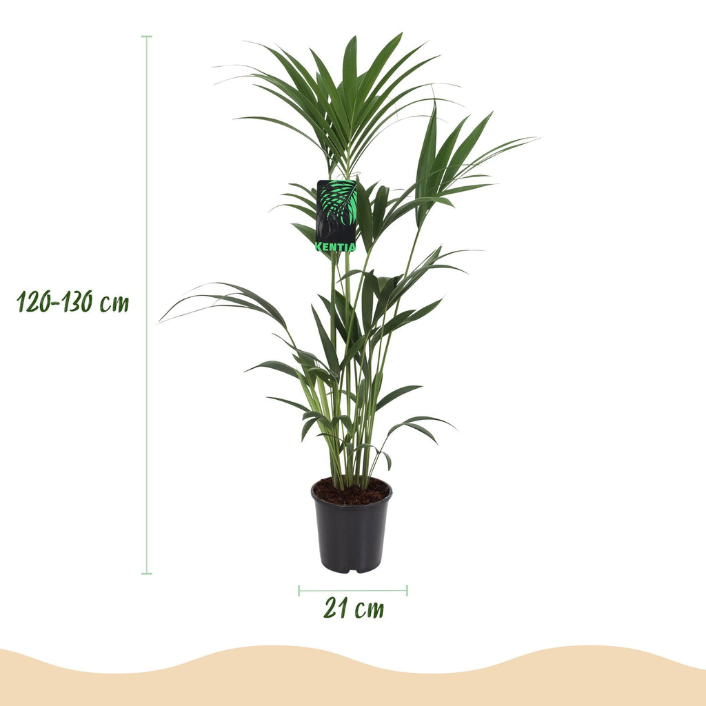 Howea Forsteriana Kentia – Palme – Große Zimmerpflanze im Korb Ø21cm Höhe120-130cm – Pflegeleichte Grünpflanze – Luftreinigend – für Zimmer & Büro