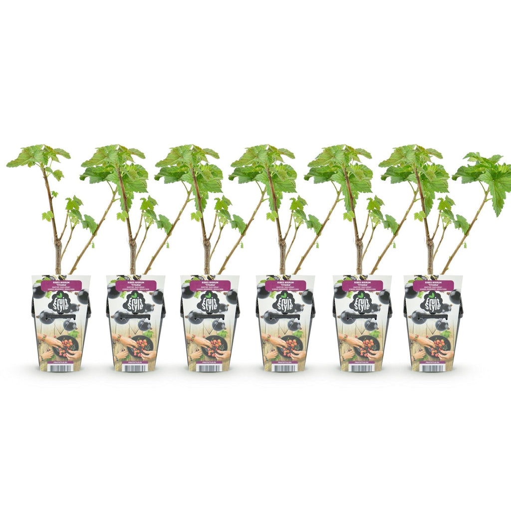 Schwarze Johannisbeere Ribes nigrum Titania winterhart Ø9cm Höhe 30cm – Aromatische Johannisbeerpflanze für Garten Beet Balkon & Terrasse