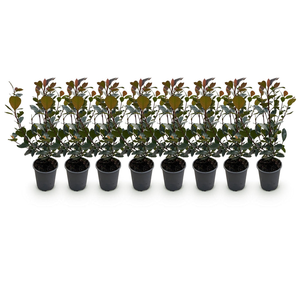 Glanzmispel Photinia Little Red Robin – 8 Pflanzen für 1 lfm Hecke – Immergrüner Strauch – 9cm – Höhe 30-35cm