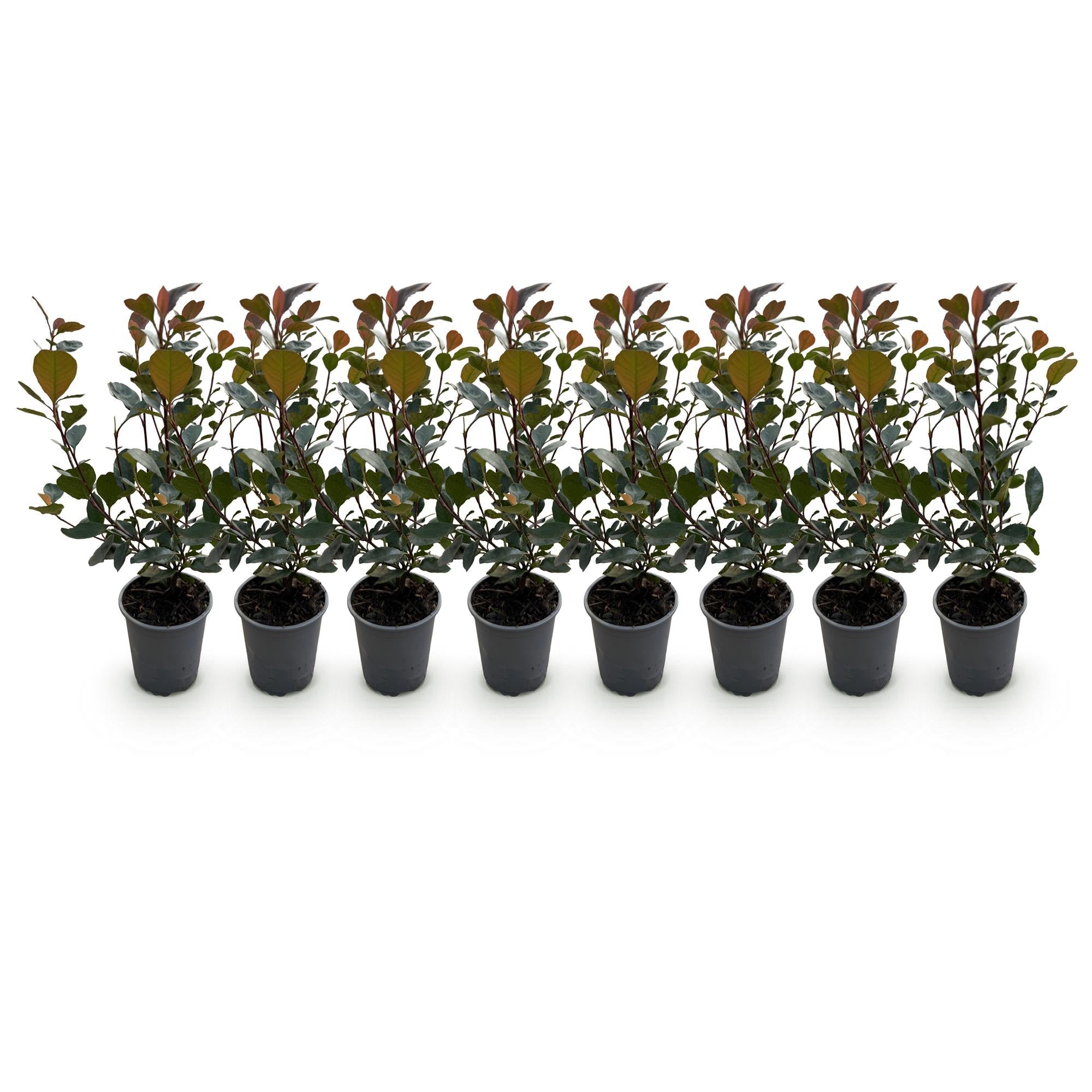 Glanzmispel Photinia Little Red Robin – 8 Pflanzen für 1 lfm Hecke – Immergrüner Strauch – 9cm – Höhe 30-35cm