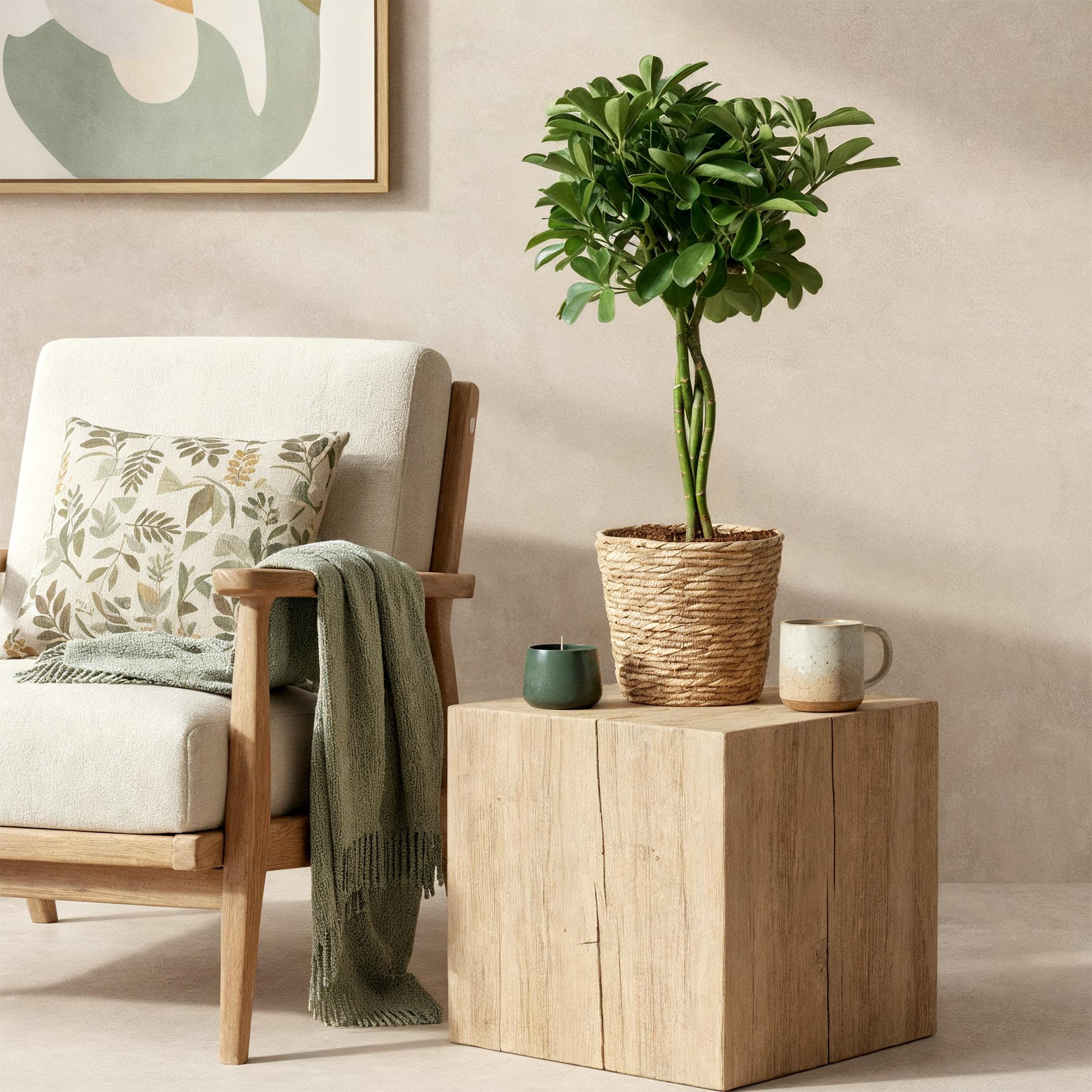 Schefflera Nora – 70-80cm – 21cm inkl. Naturkorb – Pflegeleichter Fingerbaum – Glänzende Grünpflanze für Wohnzimmer, Büro & Schlafzimmer – Plant