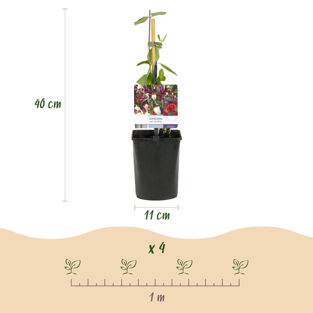 Kletterpflanze Lonicera Serotina – Rosa – Weiße Blüten – Spätsommerblüte – 2 Pflanzen – 11cm x H40cm – Winterhart & Pflegeleicht – Plant