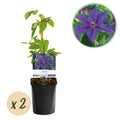 Kletterpflanze Clematis Mrs. N. Thompson – Lila Blüten – Wenig Pflege – 2 Pflanzen – 11cm Höhe 40cm – Für Garten, Balkon & Pergolen – Plant