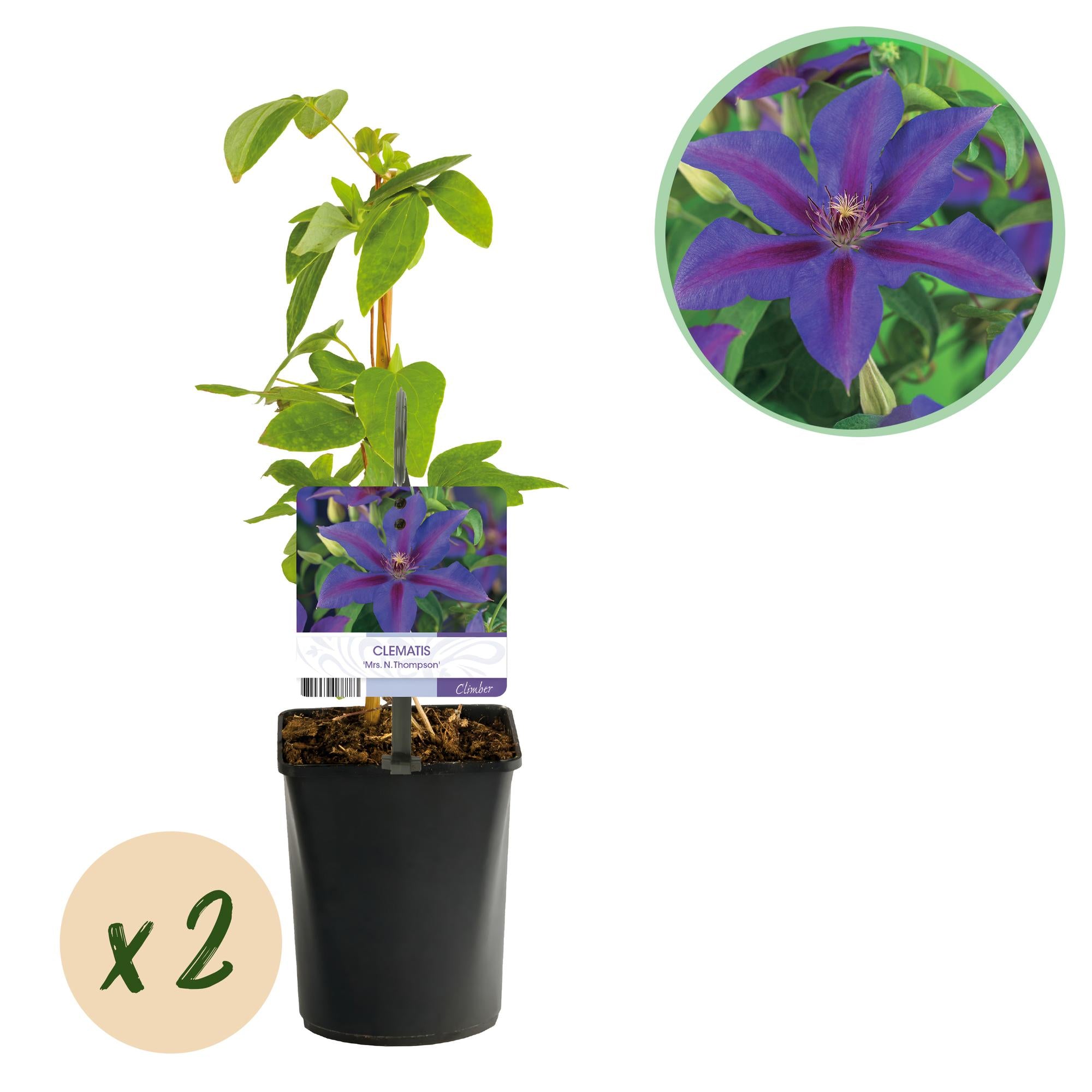 Kletterpflanze Clematis Mrs. N. Thompson – Lila Blüten – Wenig Pflege – 2 Pflanzen – 11cm Höhe 40cm – Für Garten, Balkon & Pergolen – Plant
