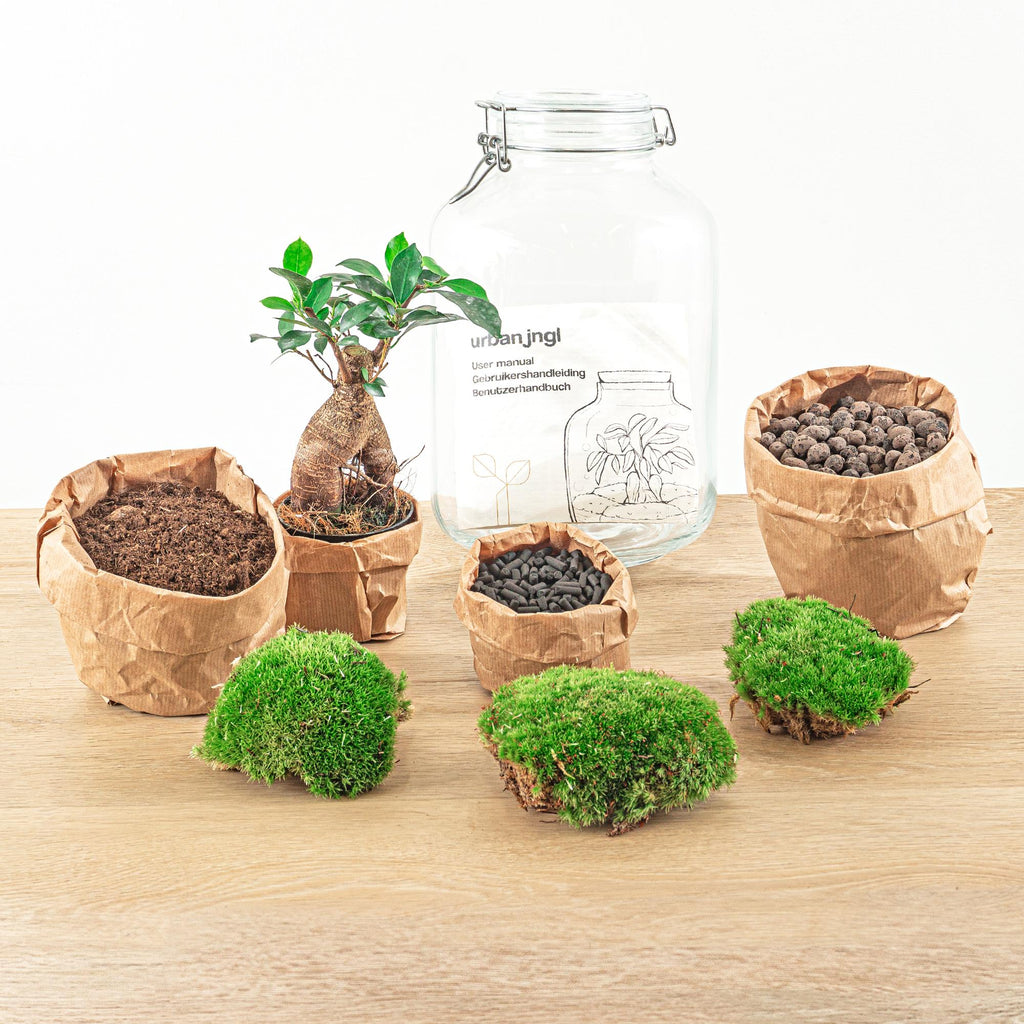 Flaschengarten DIY Bausatz Ficus Ginseng Bonsai – Terrarium Ø18cm H28cm – Selbstbewässerndes Mini – Ökosystem – Do – It – Plant