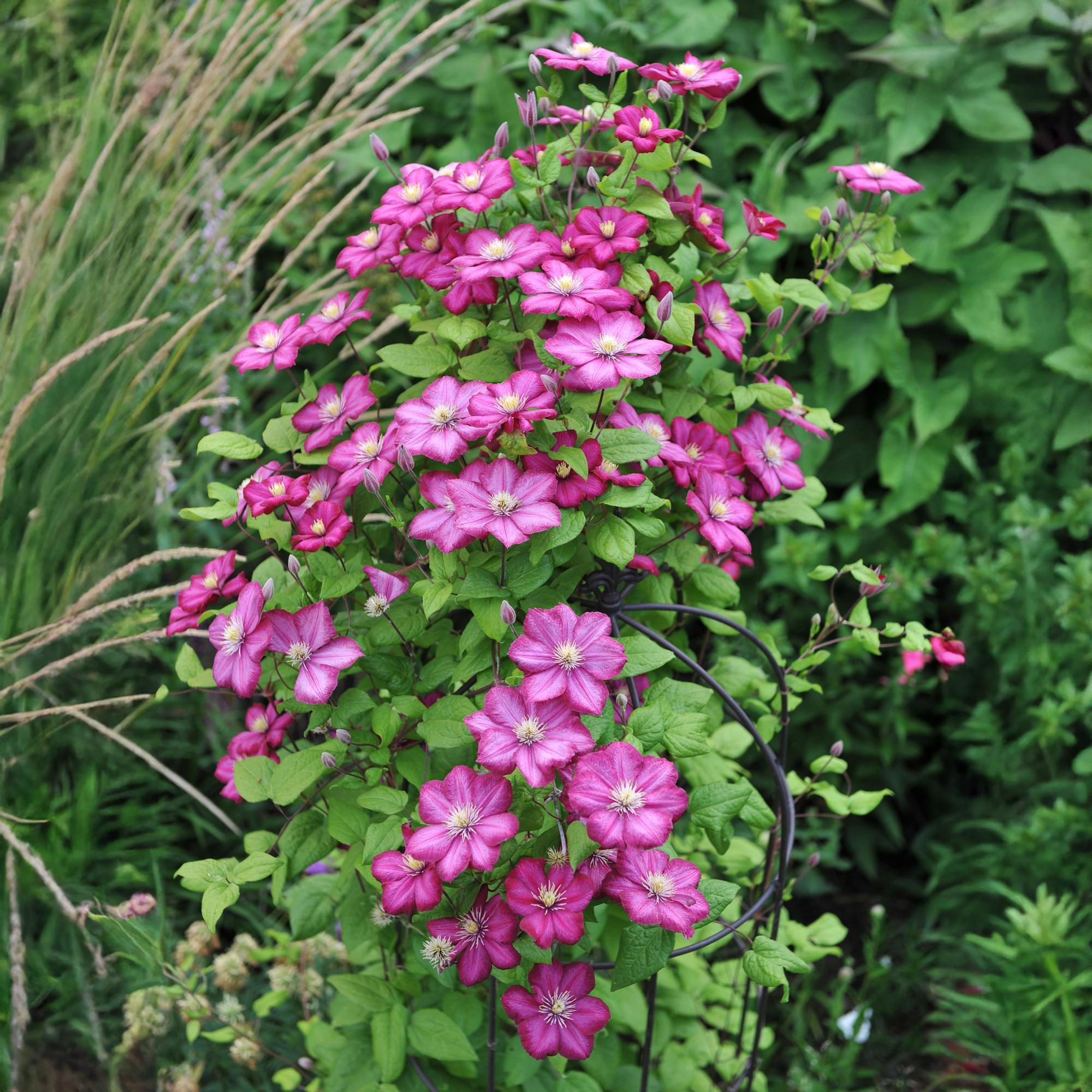 Kletterpflanze Clematis Ville de Lyon – Rosa Blüten – 2 Pflanzen – 11cm x H40cm – Winterhart & Pflegeleicht – Ideal für Garten, Balkon & Pergolen – Plant