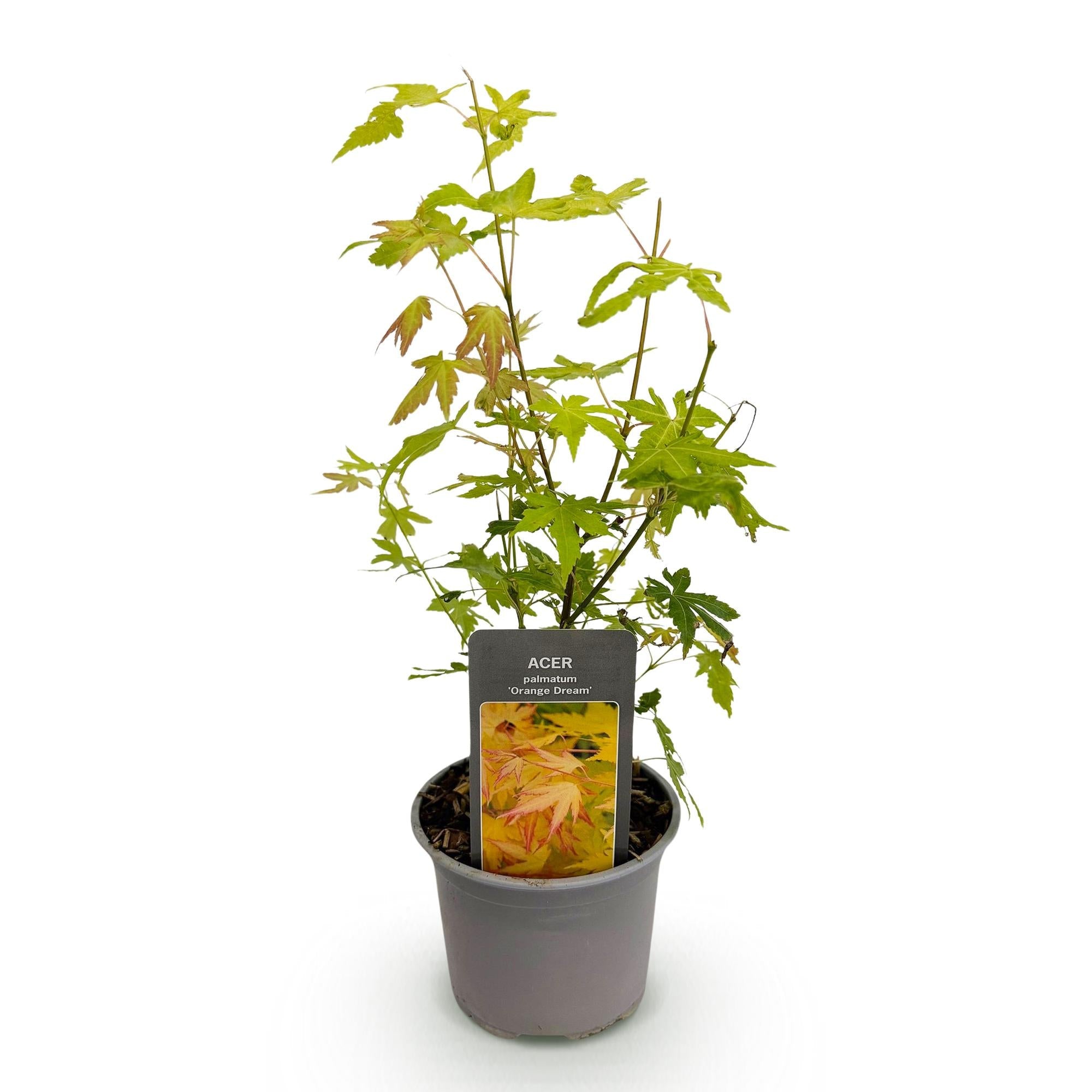Ahorn Acer palmatum Orange Dream – 12cm – Höhe ca. 35cm – Orange – gelbes Laub & beeindruckende Herbstfarbe – Plant