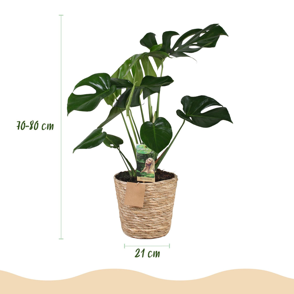 Monstera Deliciosa – 70-80cm – 21cm inkl. Naturkorb – Pflegeleichtes Fensterblatt – Plant