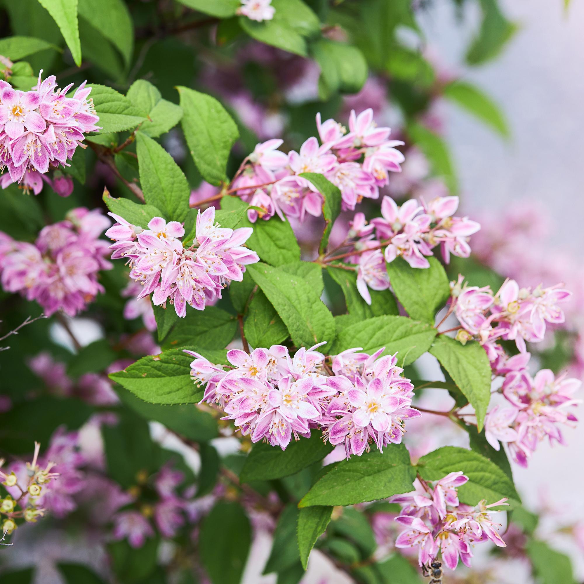 Sternchenstrauch – Deutzia hybrida Strawberry Fields – Rosa Blüten – Strauch – 17cm – Höhe 45cm – Wenig Pflege – Plant